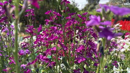 Obraz premium Small Purple Flowers Growing In The Garden