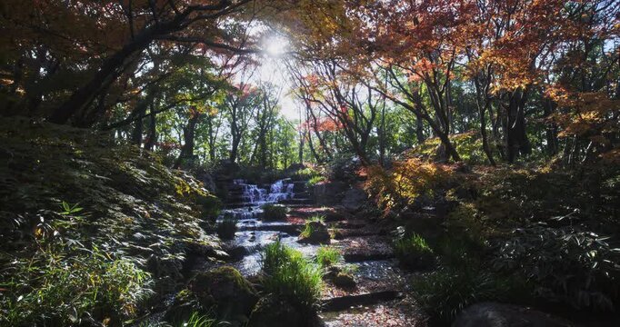 Majestic stream flowing down Japanese autumn forest with sun peaking through - wide shot