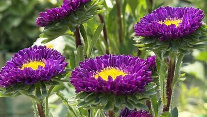 Obraz premium Close Up Of Purple Aster Flowers Background