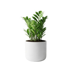 A small green plant in a white pot on a plain background isolated on transparent background
