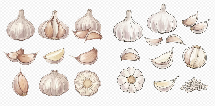 Set of fresh garlic bulbs and cloves, hand-drawn illustration for cooking and healthy eating.
