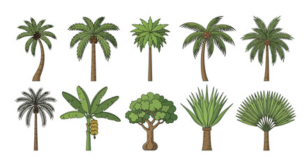 Collection of diverse tropical palm trees and plants illustrated in various styles and shapes © charli