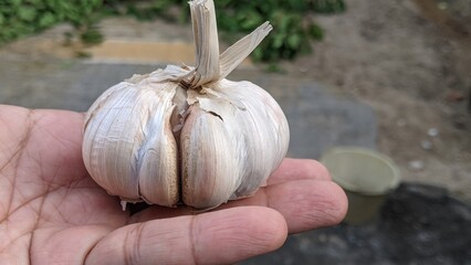 Person Holding a Mature Garlic Bulb Over a Sandy Ground.An informational view showing the scale and...
