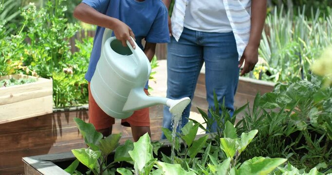 African American father and child pouring from green watering can into raised beds, father pointing