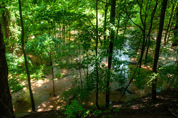 Fototapeta premium A lush green flooded forest with sunlit muddy water flowing through tall trees and dense foliage during the summer.