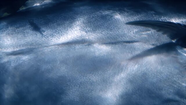 Close Up Underwater View of a Large Fish With Reflective Scales and Fins Moving Through Dark Blue Water With Sunlit