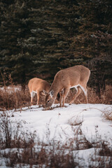 Mother deer (doe) and fawn grazing together in snowy winter woods.