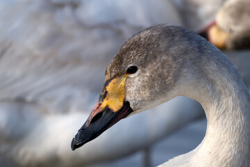 若いコハクチョウ