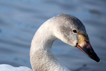 若いコハクチョウ