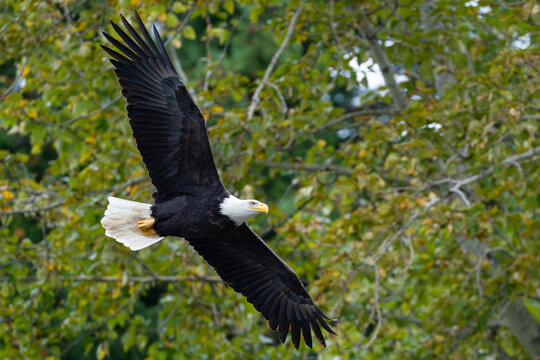 Magnificent Bald Eagle Flies Past a Deciduous Forest