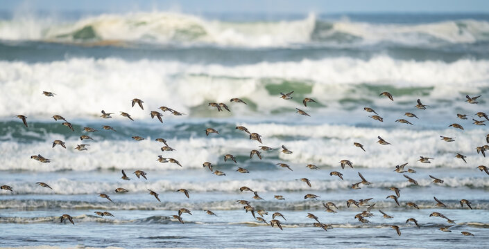 Panoramic Detail of Flock of Dunlin Shorebirds on the Washington Coast