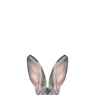 Fluffy rabbit ears on white background. Easter bunny