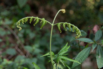 pteridium aquilinum -- eagle fern © SHELL