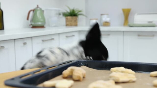 Cute dog taking bone shaped cookie from tray on wooden table in kitchen