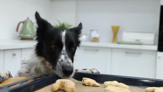 Cute dog taking bone shaped cookie from tray on wooden table in kitchen