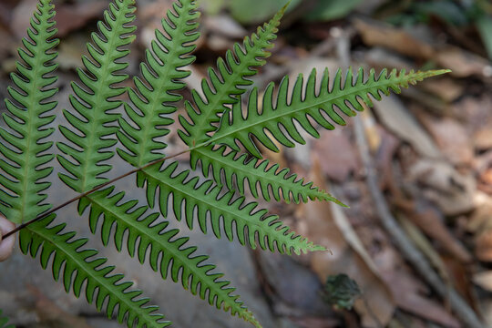 pteris biaurita -- thinleaf brake fern