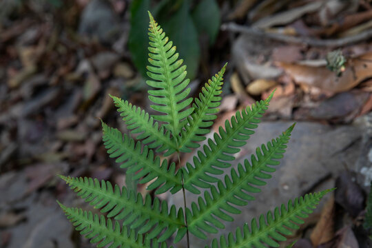 pteris biaurita -- thinleaf brake fern