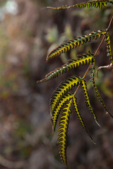 Fototapeta premium pteris biaurita -- thinleaf brake fern