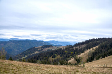 Obraz premium Tranquil mountain landscape with grassy slopes, dense forests, and distant ridges beneath a soft, cloudy sky. Ideal for nature, travel, and outdoor lifestyle visuals. Carpathian Mountains, Ukraine
