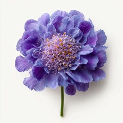 A close-up, top-down view of a delicate purple pincushion flower bloom