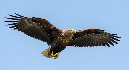 Obraz premium Majestic White-tailed Eagle Soaring with Wings Spread Against Clear Blue Sky