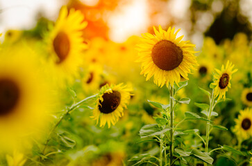 GIRASOLES EN EL CAMPO © Wiliam