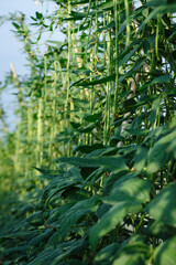 Naklejka premium Cowpea plants in growth at vegetable field