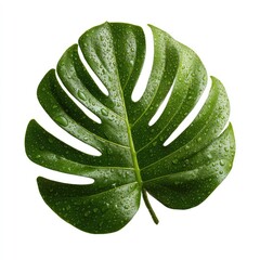 A vibrant green, split leaf, covered in glistening water droplets