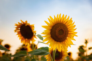 GIRASOLES EN EL CAMPO © Wiliam