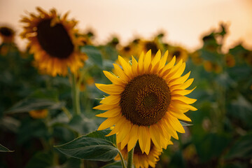 GIRASOLES EN EL CAMPO © Wiliam