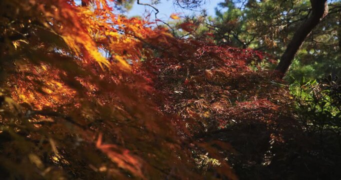 Closeup, steady cam on autumn maple trees
