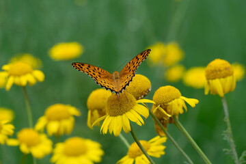 The Argynnini species of insects perch on Anthemis tinctoria.