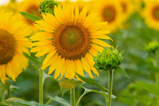 GIRASOLES EN EL CAMPO