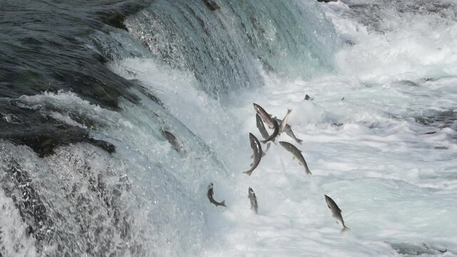 Sockeye Salmon jumping Brooks Falls in Katmai National Park, Alaska - Slow Motion