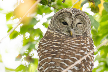 Fototapeta premium Barred Owl Winks at Photographer