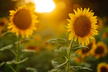 GIRASOLES EN EL CAMPO © Wiliam