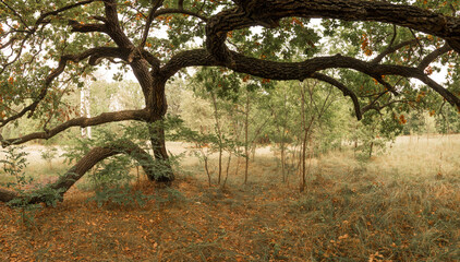 Fototapeta premium horizontal banner with a beautiful forest landscape