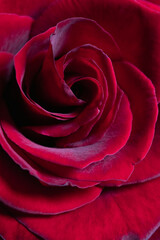 Macro shot of deep red rose petals featuring exquisite velvet texture, natural spiral patterns, and moody romantic lighting