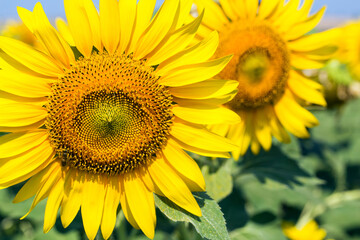 Fototapeta premium GIRASOLES EN EL CAMPO