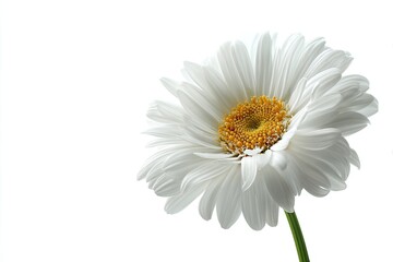 Naklejka premium Close-up of a vibrant white daisy with yellow center on white background