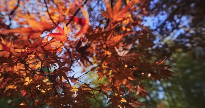 Steady cam closeup on autumn maple tree branches with sunlight shining through them