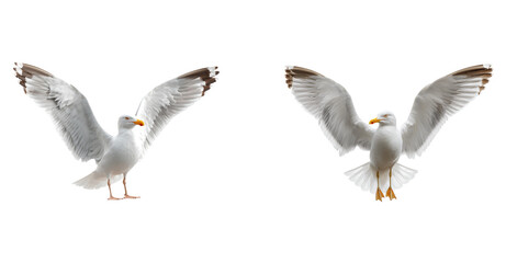 Fototapeta premium Majestic Seagull with Outstretched Wings Isolated on a Pure Black Background