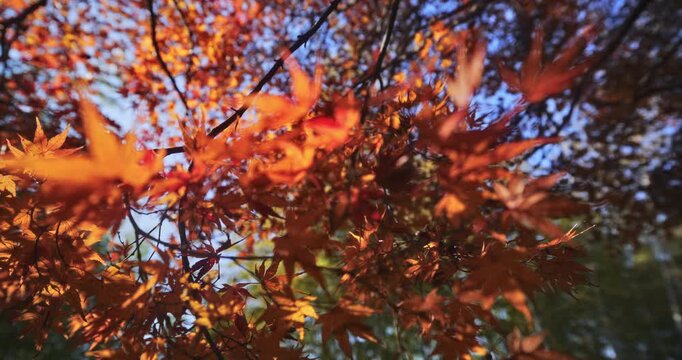 Hanging autumn leaves on branches - low steady cam shot