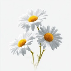 Three delicate white petals surround bright yellow centers on stems