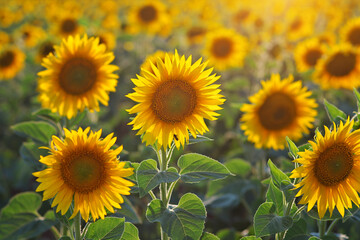 Fototapeta premium GIRASOLES EN EL CAMPO