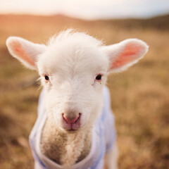 Fototapeta premium Desain tanpa judul - 1