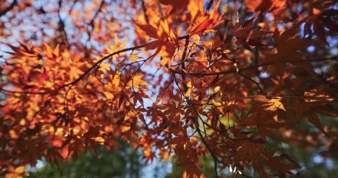 Smooth steady cam across glowing autumn leaves on branches near Japanese building rooftop