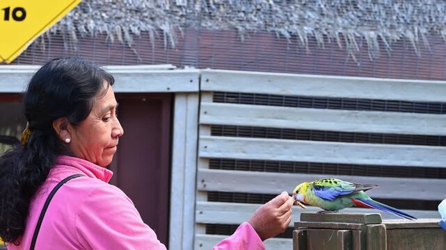Mature Caucasian woman offering food to a rosella bird in an aviary