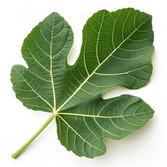 Fototapeta premium A detailed macro close-up of a green fig leaf isolated on white shows the intricate vein texture and botanical growth of this summer tree foliage