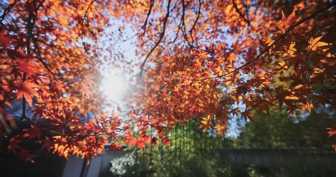 Closeup, steady cam shot across glowing autumn leaves on branches near old Japanese structure
